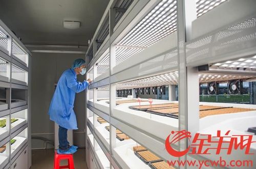 海豐縣蔬菜產(chǎn)業(yè)園 以加工物流與高端市場建設為抓手，內外兼修推動三產(chǎn)融合